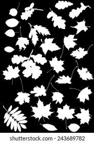 illustration with leaves silhouettes isolated on black background