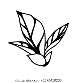 Ilustração de folhas. Folhagem estilizada de primavera ou verão.