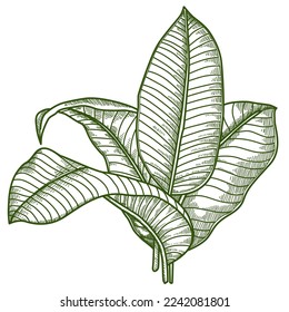 illustration of leaves in the summer season