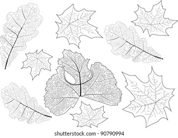 illustration with leaves veins background
