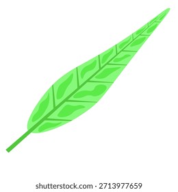 illustration of leaves with white background