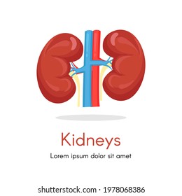 Illustration Of Left And Right Kidney. Human Internal Organ. Concept Of Urinary System Endocrine System. Detailed Flat Vector Design For Educational Anatomy Book