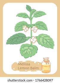 Ilustración de bálsamo de limón y botella de aromaterapia. Ilustración vectorial.