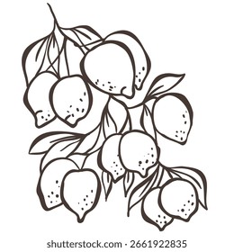 Illustration of Lemon Branch. Vector Graphic on the white Background