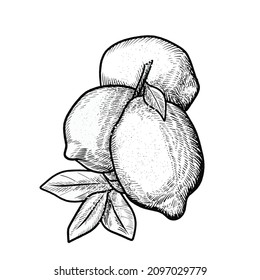 illustration of lemon fruit sketch