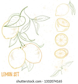 Illustration of lemon fruits, isolated on white background. Citrus elements for invitations, menu, advertising, juice, food, cosmetics or health products. Perfect for cards, posters, banner or website