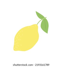 Illustration of a lemon and lemon slices. Vector drawing of fruit for design