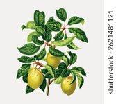 Illustration of a lemon tree with green leaves and yellow lemons. The lemon tree is detailed with vibrant lemons and lush leaves, showcasing a lemon tree's beauty. Vintage fruit illustration vector.
