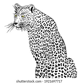 Illustration of leopard, graphic vector animal, isolated tattoo symbol on white background