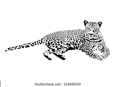 illustration of leopard, graphic vector animal, isolated tattoo symbol