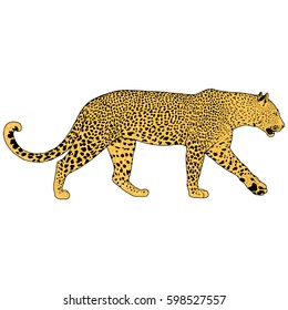 illustration of leopard, graphic vector animal