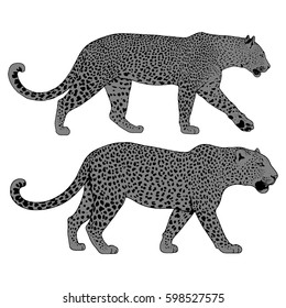 illustration of leopard, graphic vector animal
