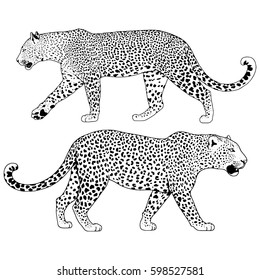 illustration of leopard, graphic vector animal