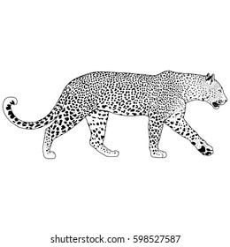 illustration of leopard, graphic vector animal