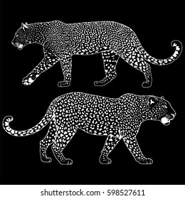 illustration of leopard, graphic vector animal