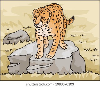 illustration of leopard standing on a rock in forest