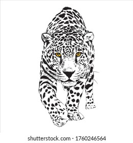 Illustration leopard walk, black and white