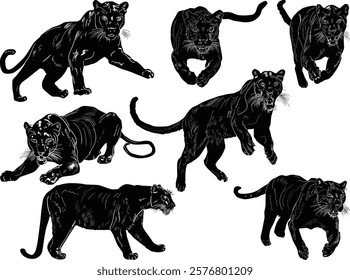 illustration with leopards isolated on white background