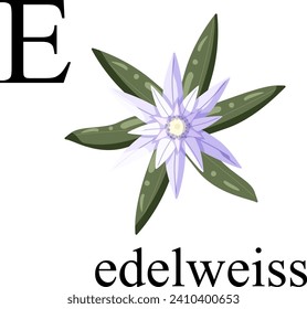 Illustration of the letter E in the plant alphabet. Edelweiss. Element for print, postcard, poster, embroidery, laser cutting. Vector illustration. English alphabet.