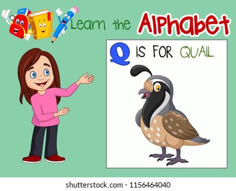 Illustration of letter Q is for Quail