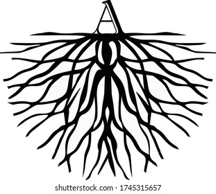 illustration letter A and root logo vector