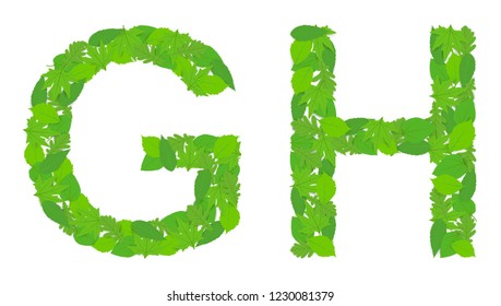 Illustration of the letters G and H alphabet, green spring-summer, design, design.