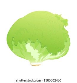 It is an illustration of lettuce