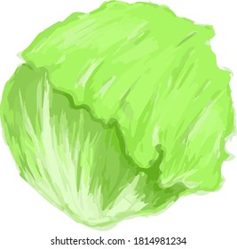 Illustration of lettuce drawn in artistic watercolor