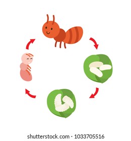 illustration life cycle ant vector