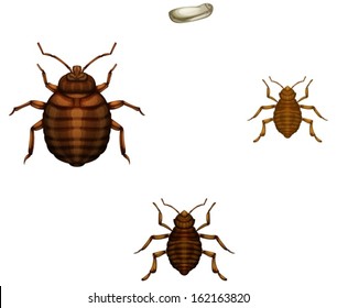 Illustration Of The Life Cycle Of A Bed Bug On A White Background