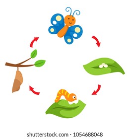 illustration life cycle butterfly vector