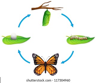 Illustration of the life cycle of a Danaus plexippus on a white background