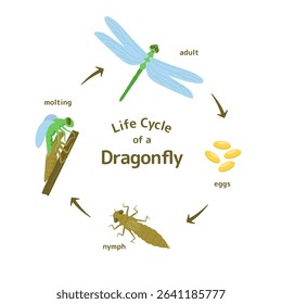 Illustration of the life cycle of a dragonfly, showing stages: eggs, nymph, adult, and molting process. Colorful and educational design.