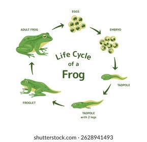 Illustration of the life cycle of a frog, showing stages from eggs to adult frog, including embryo, tadpole, and froglet.