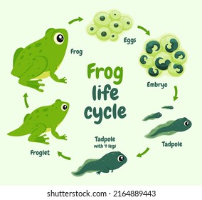 Illustration of the life cycle of a frog. Wild aquatic animal her way of life. Vector illustration