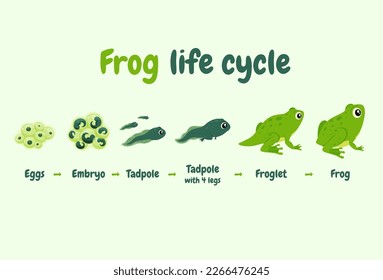 Illustration of the life cycle of a frog. Wild aquatic animal her way of life. Vector illustration