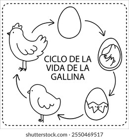 Ilustração do ciclo de vida de uma galinha para crianças, recursos gráficos imprimíveis para crianças do ensino fundamental aprendendo em espanhol