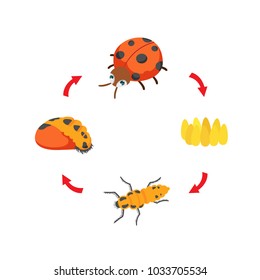 illustration life cycle ladybug vector