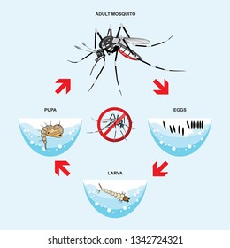 illustration life cycle of mosquito with stop mosquito sign