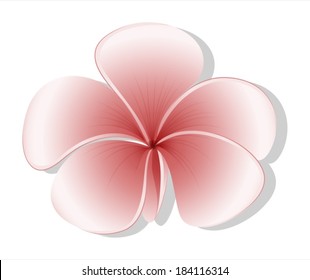 Illustration of a light colored flower on a white background