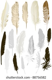 illustration with light feathers isolated on white background