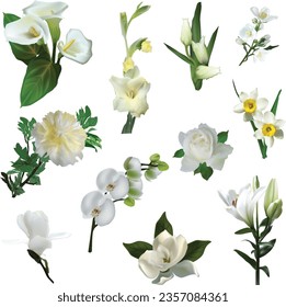 illustration with light flowers collection isolated on white background