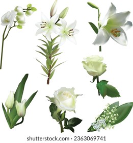 illustration with light flowers collection isolated on white background