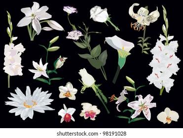 ilustración con colección de flores claras aisladas en fondo negro