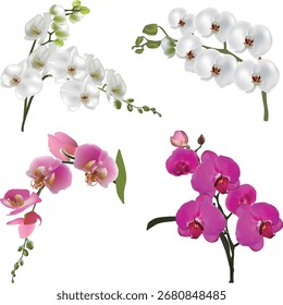 Ilustración con luz aislada colección de orquídeas