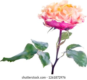 illustration with light large rose isolated on white background
