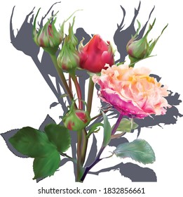 illustration with light large rose isolated on white background