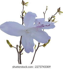 ilustración con una sola flor lila clara aislada en fondo blanco