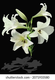 illustration with light lily flower isolated on black background