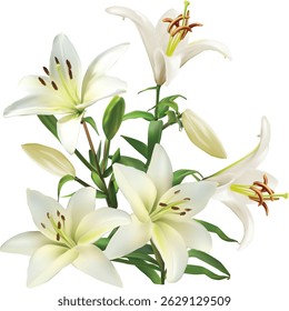 illustration with light lily flowers bunch isolated on white background